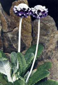 Primula capitata ssp mooreana